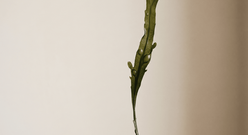 alga fucus