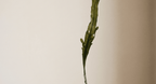 alga fucus
