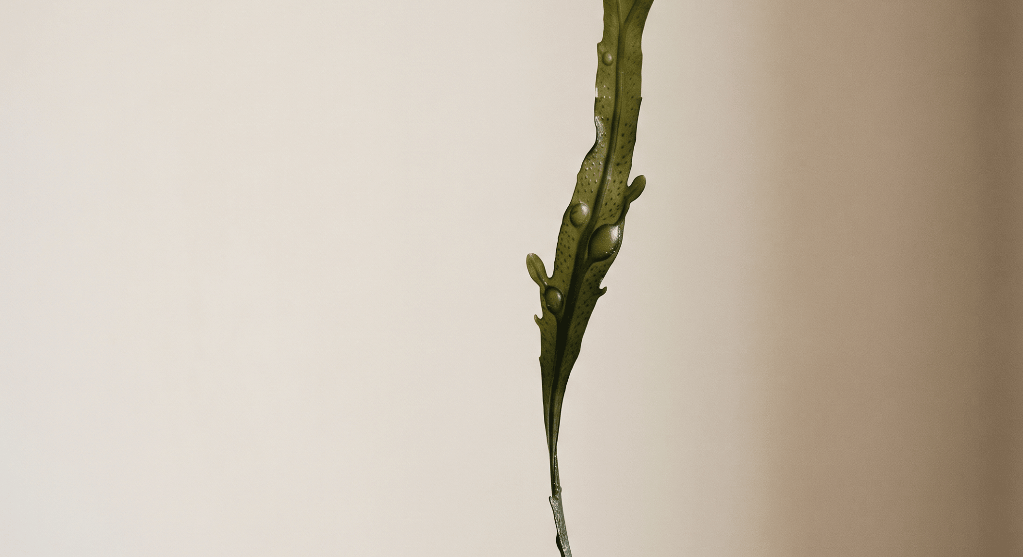 alga fucus