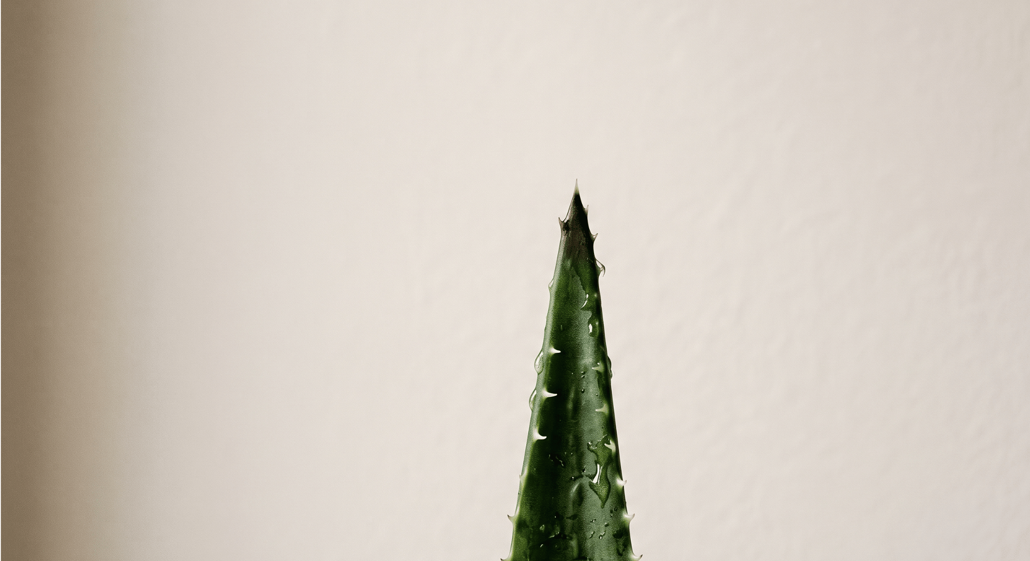aloe vera