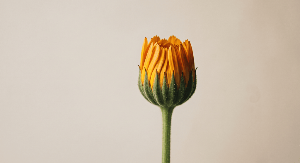 calendula