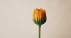 calendula