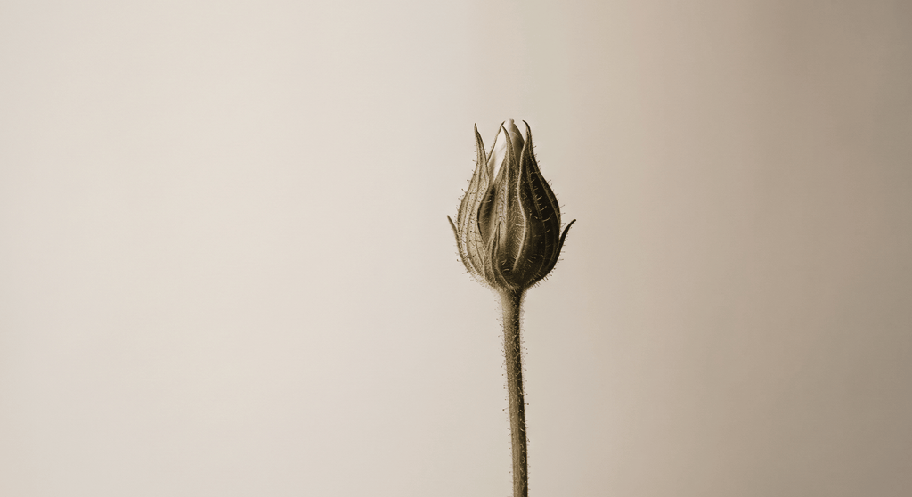 jara cistus