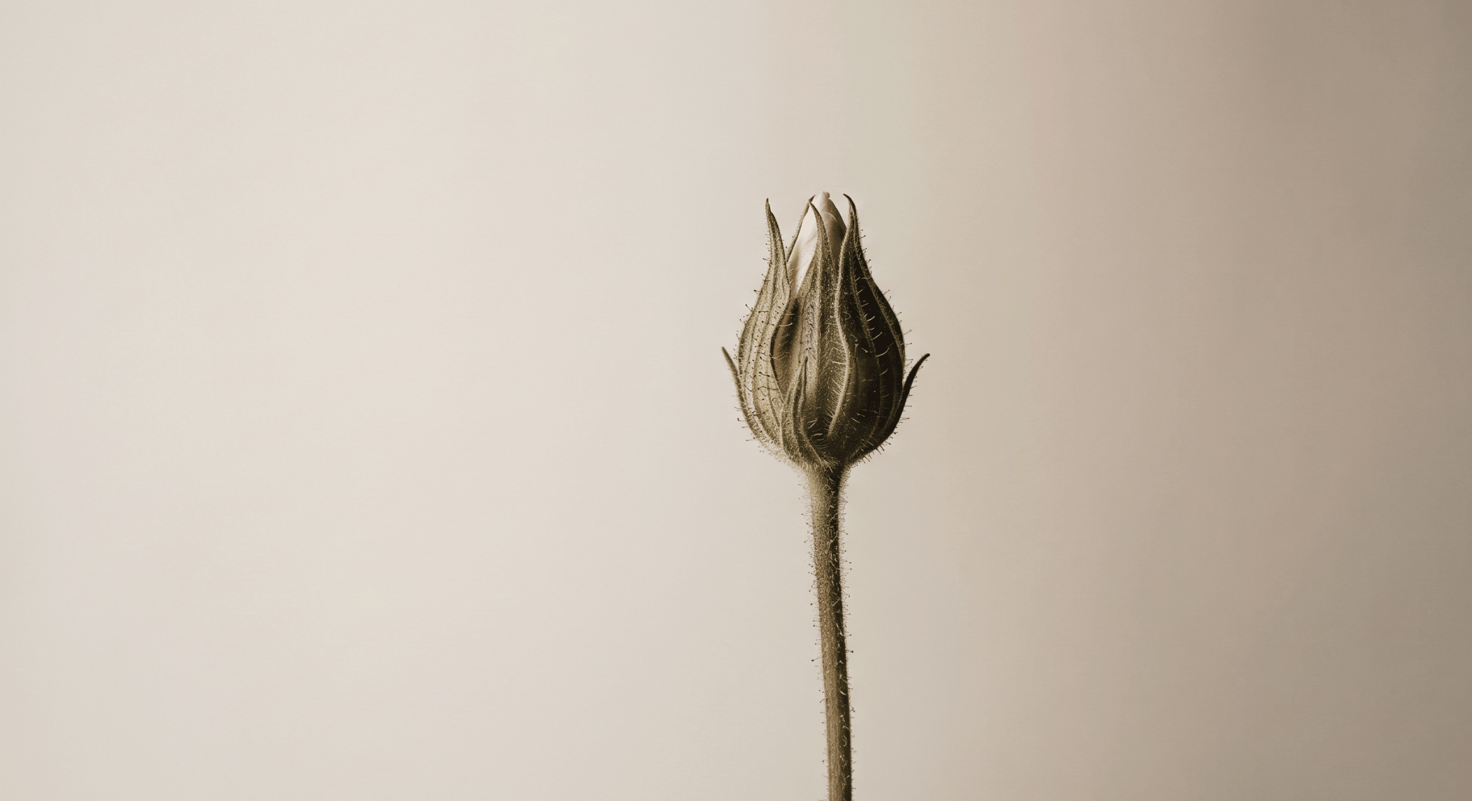 jara cistus