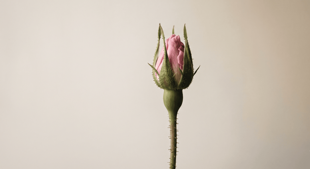 rosa damascena