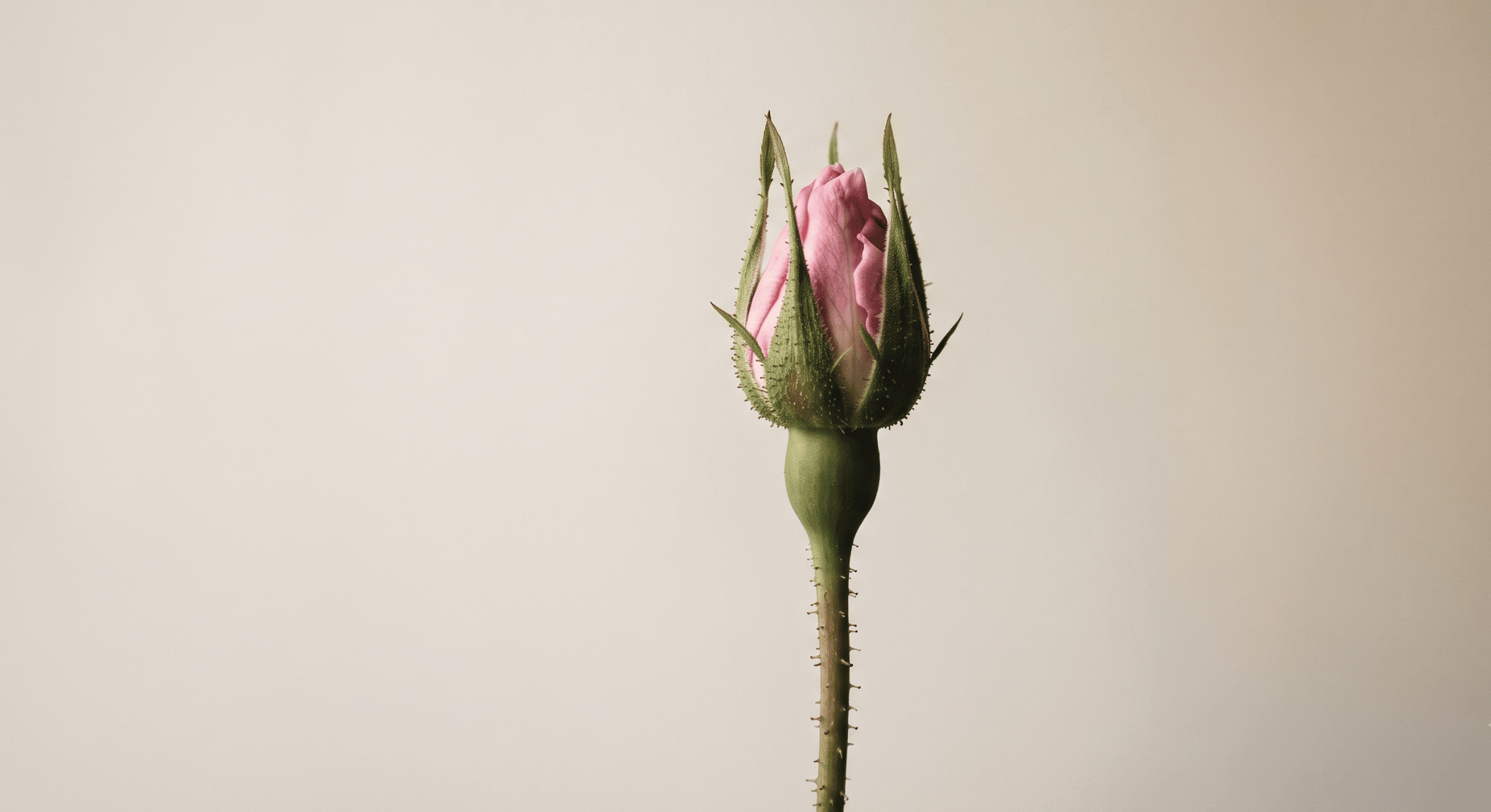 rosa damascena