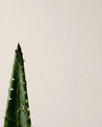 Bálsamo de Calma — Crema Corporal Hidratante con Aloe Vera + Aceite de Argán