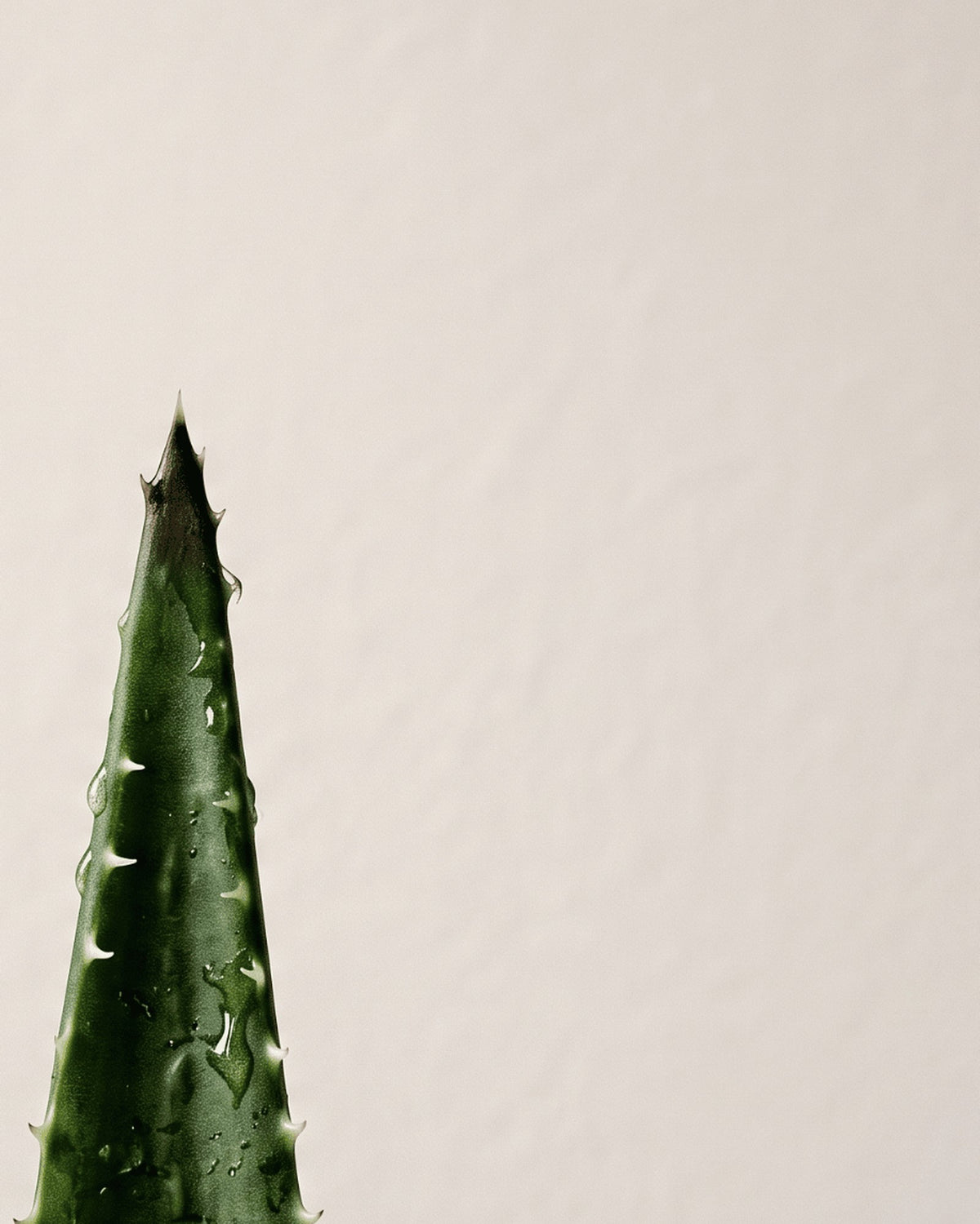 Bálsamo de Calma — Crema Corporal Hidratante con Aloe Vera + Aceite de Argán