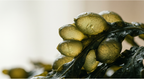 alga fucus con zoom