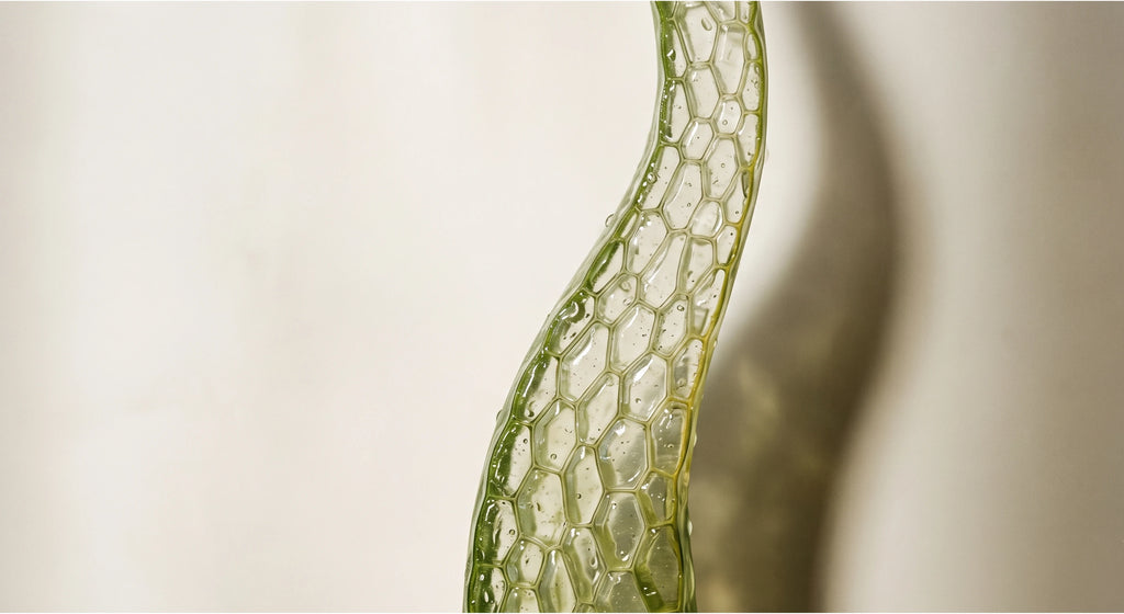 aloe vera con zoom