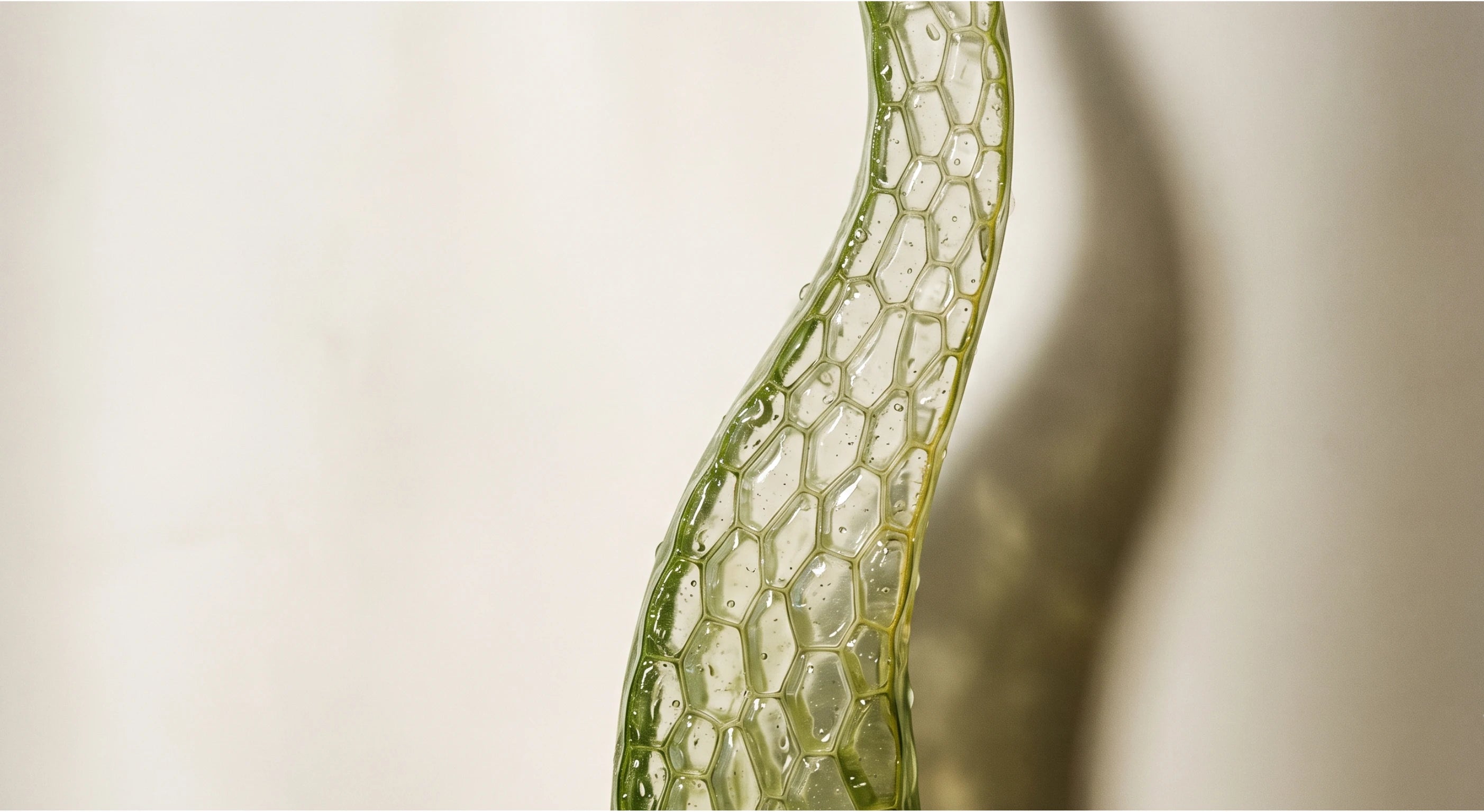 aloe vera con zoom