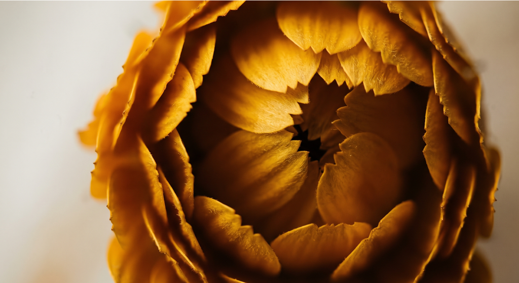 calendula con zoom