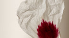 jara cistus con zoom