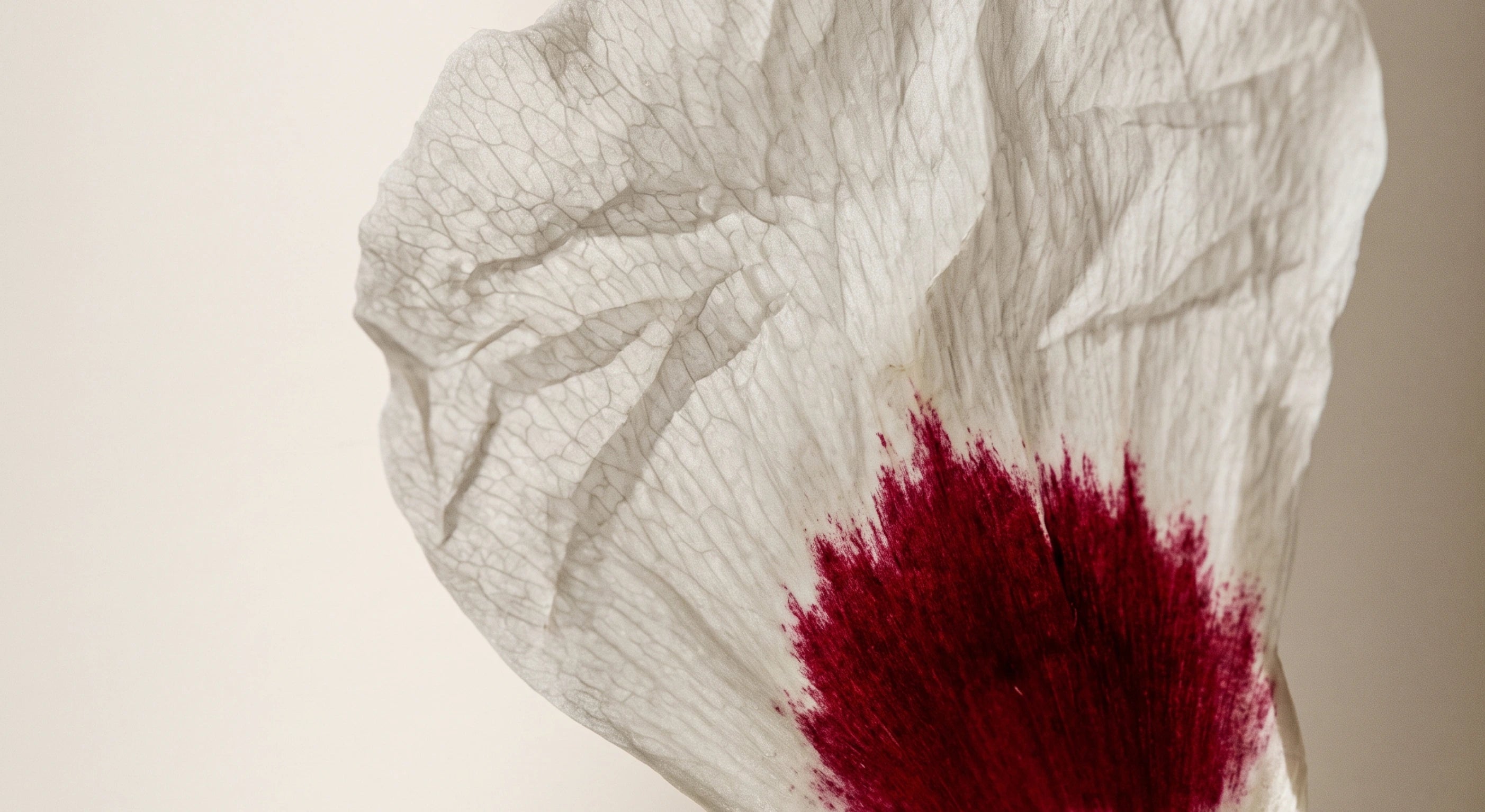 jara cistus con zoom