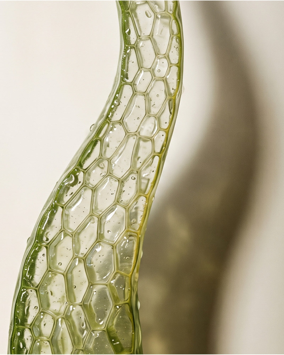 Bálsamo de Calma — Crema Corporal Hidratante con Aloe Vera + Aceite de Argán